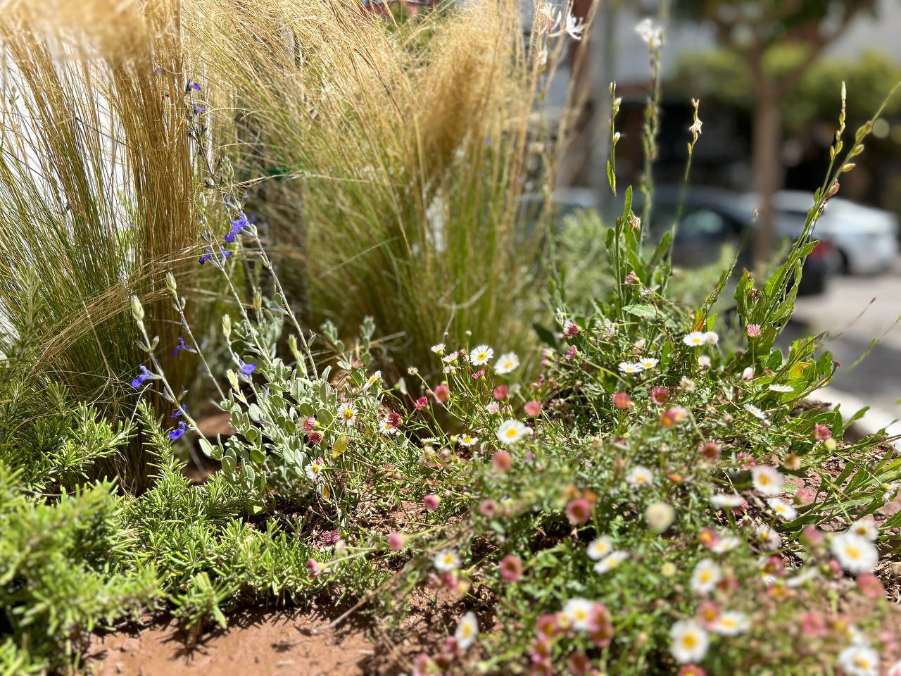 L&rsquo;Ajuntament treu a licitació un nou contracte de jardineria per valor de 3,27M€