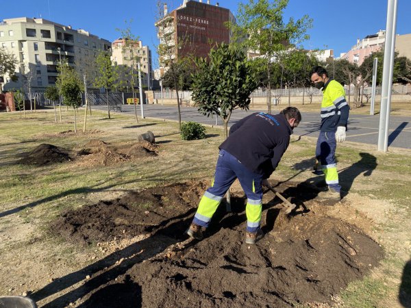 Els arbres del Parc dels Xiribecs, abonats amb compost obtingut de la fracció orgànica i les restes de poda