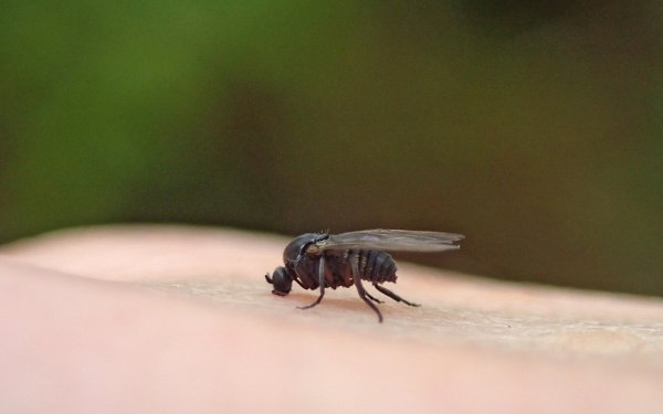 El PSC demana al ple suport per reclamar a la Generalitat el control eficient de la plaga de la mosca negra