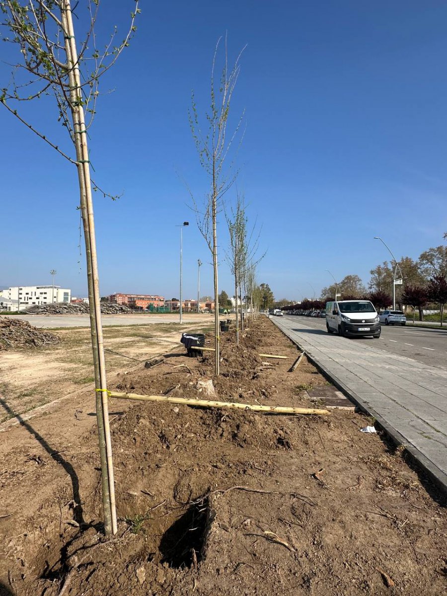 Amposta inicia la substitució dels xops del passeig del Canal amb 66 nous oms