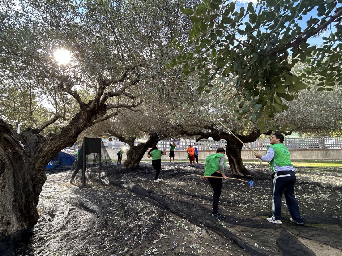 Comencen les espigolades d’oliveres als Xiribecs amb voluntaris de Creu Roja i alumnat del Montsià i l’Agrària