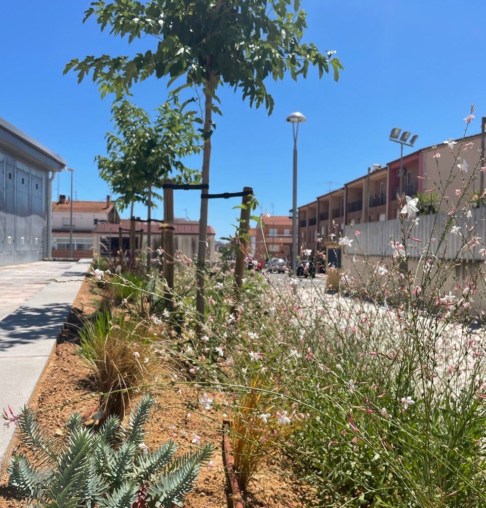 L’Ajuntament planta més de 400 arbres i en reposa 270 en els últims tres anys
