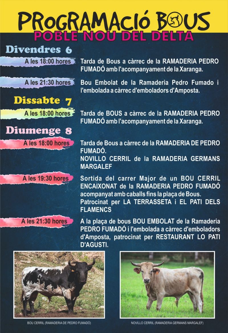 Ajuntament d´Amposta > agenda > Festes Majors del Poble Nou del Delta: Sortida del carrer Major de un BOU CERRIL ENCAIXONAT de la RAMADERIA PEDRO FUMADÓ acompanyat amb cavalls fins la plaça de Bous