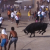ELS BOUS : Bou capllaat