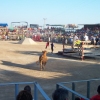 ELS BOUS : Bous a la plaa