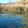 ELS ULLALS DE BALTASAR