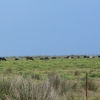 EL RIET VELL I LES PLATGES DE LALUET I EUCALIPTUS